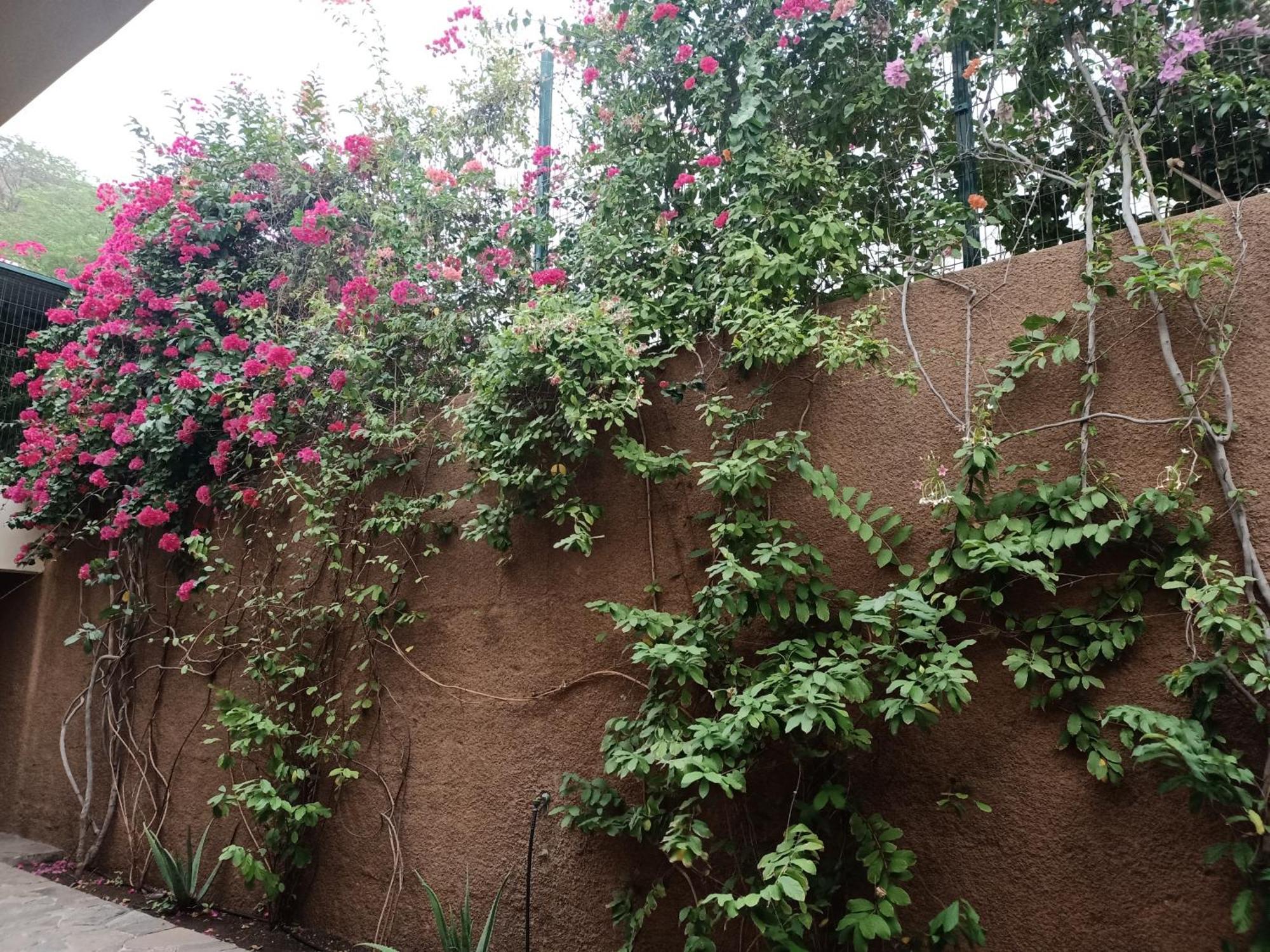 פראייה Casa Das Buganvilias מראה חיצוני תמונה